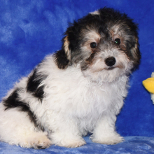 Yorkiepoo Puppy Davy