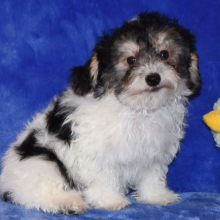 Yorkiepoo Puppy Davy