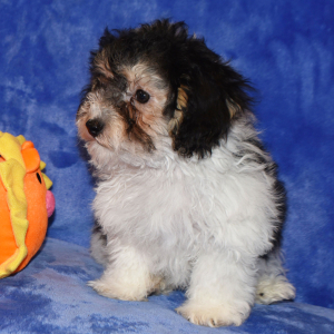 Yorkiepoo Puppy Davy