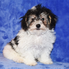 Yorkiepoo Puppy Davy