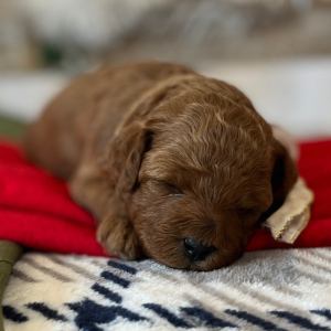 Poodle Puppy Angel