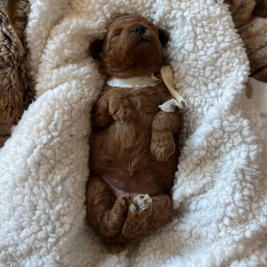 Poodle Puppy Angel