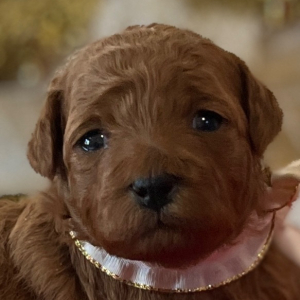 Poodle Puppy Angel