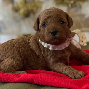 Poodle Puppy Angel