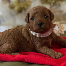Poodle Puppy Angel