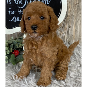 Cavapoo Puppy Chase