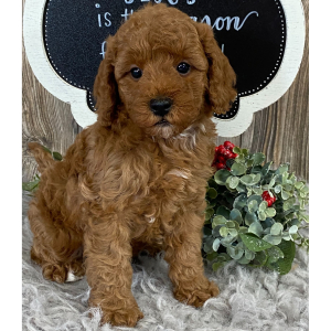 Cavapoo Puppy Chase
