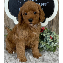 Cavapoo Puppy Chase
