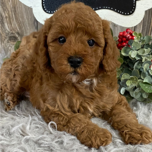 Cavapoo Puppy Chase