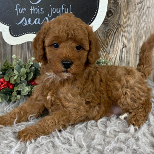 Cavapoo Puppy Chase