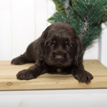 Cocker Spaniel Puppy Virgil
