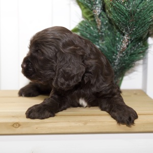Cocker Spaniel Puppy Virgil