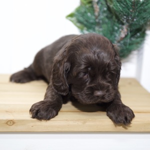 Cocker Spaniel Puppy Virgil