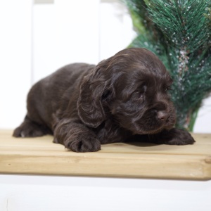 Cocker Spaniel Puppy Virgil
