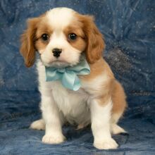 Cavalier King Charles Spaniel Puppy Cody