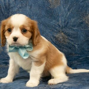 Cavalier King Charles Spaniel Puppy Cody