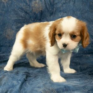 Cavalier King Charles Spaniel Puppy Cody