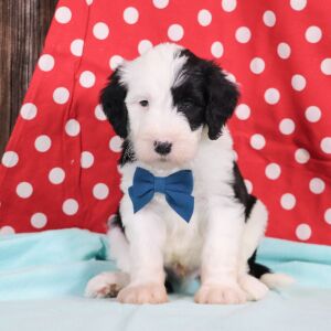 Sheepadoodle Puppy Frosty