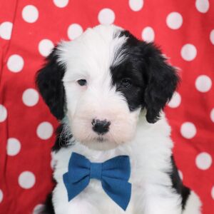 Sheepadoodle Puppy Frosty