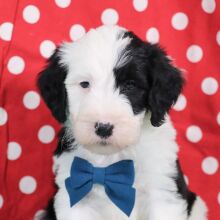 Sheepadoodle Puppy Frosty