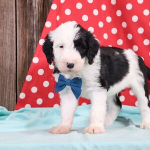 Sheepadoodle Puppy Frosty