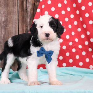Sheepadoodle Puppy Frosty