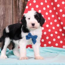 Sheepadoodle Puppy Frosty