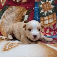 Morkie Puppy Archer