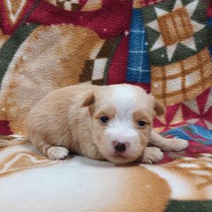 Morkie Puppy Archer