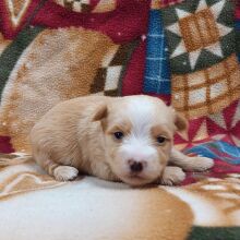 Morkie Puppy Archer