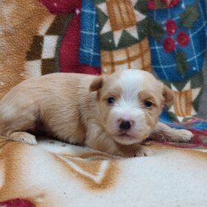 Morkie Puppy Archer