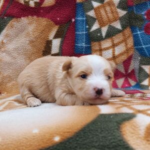 Morkie Puppy Archer