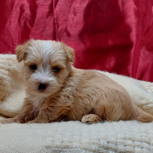 Morkie Puppy Archer