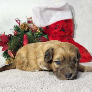 Goldendoodle Puppy Dollie
