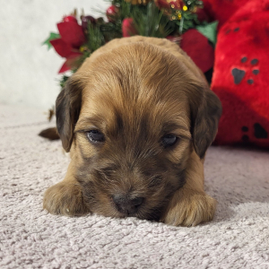 Goldendoodle Puppy Dollie