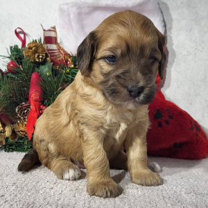 Goldendoodle Puppy Dollie