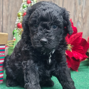 Poodle Puppy Ernest