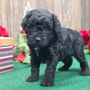 Poodle Puppy Ernest