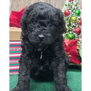 Poodle Puppy Ernest