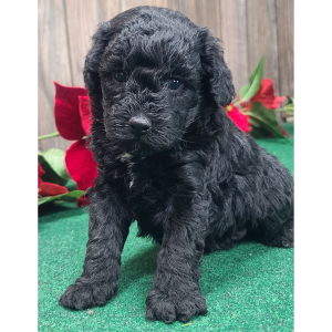 Poodle Puppy Ernest