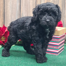 Poodle Puppy Ernest