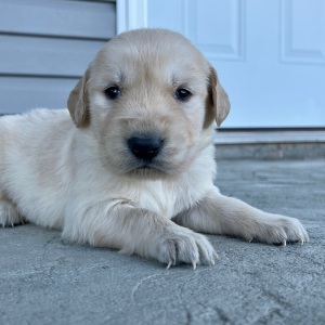 Golden Retriever Puppy Caleb