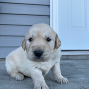 Golden Retriever Puppy Caleb