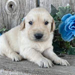 Golden Retriever Puppy Caleb