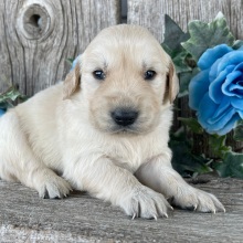 Golden Retriever Puppy Caleb