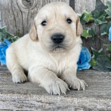 Golden Retriever Puppy Caleb