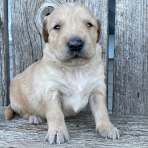 Golden Retriever Puppy Bryant
