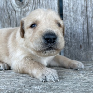 Golden Retriever Puppy Bryant