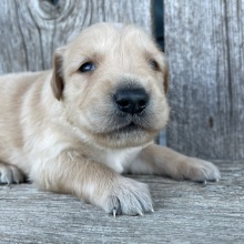 Golden Retriever Puppy Bryant
