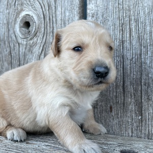 Golden Retriever Puppy Bryant